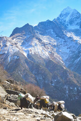 Himalayan Yak with snow covered mountains