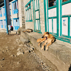 Relaxing dogs in Himalaya, Nepal