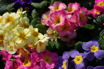 Different colorful primula primrose in blue, pink, yellow and violet