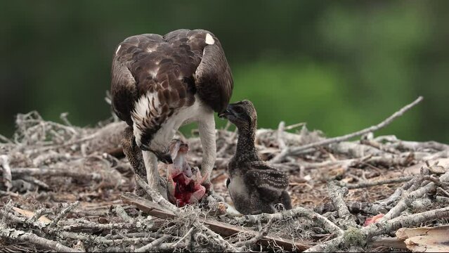 Osprey feeding her babies in a nest on a rainy day