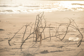 Branches in the sand on the beach