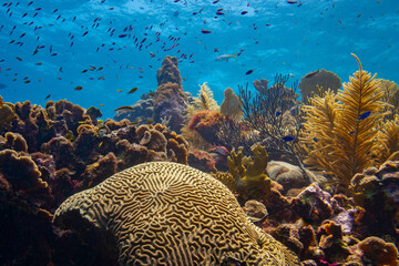 Brain Coral and Gorgonia at Oostpunt / Eastpoint, Curaçao