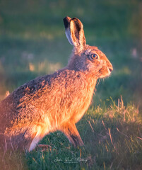 Hare