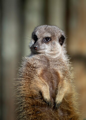 Meerkat