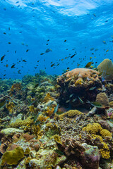 Naklejka na ściany i meble Vibrant Coral Reef at Oostpunt / Eastpoint, Curaçao