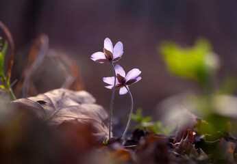 Wiosenne kwiaty. Przylaszczka pospolita w lesie. 