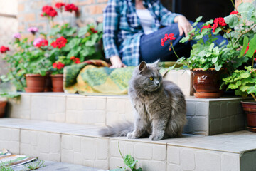 Beautiful cat sitting outdoors on terrace in backyard garden in summer. Fluffy gray pet on stairs in blooming flowers. People and animals, lifestyle moment. Pet humanization, home coziness and safety - Powered by Adobe