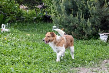 Cheerful white dog is running on grass closeup