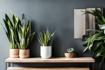 plant in the interior, A sleek modern white ceramic pot cradles a vibrant snake plant, standing gracefully against a backdrop of a clean white wall bathed in natural sunlight