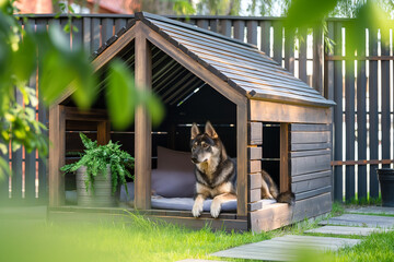 Handmade dog kennel, creative design, set in a backyard, pets actively engaging, clear and bright daylight
