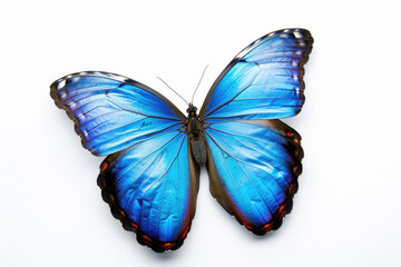 A vibrant blue butterfly stands out against a pristine white background, exuding elegance and beauty