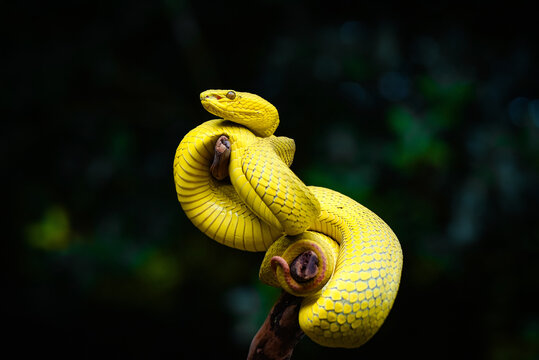 snake in the tree