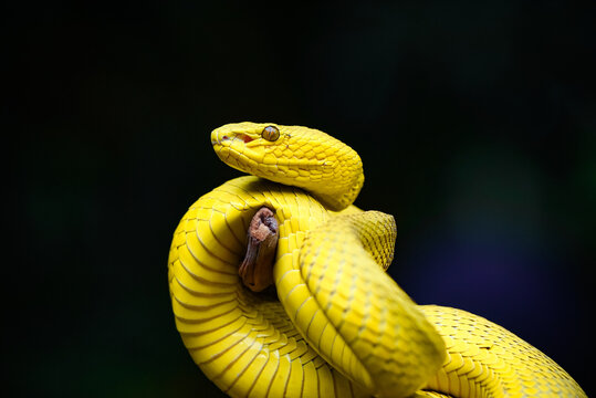 snake in a tree