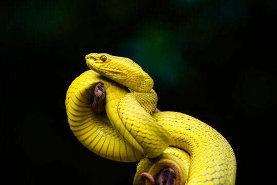 snake in the garden