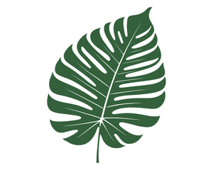 tropical green leaf, palm tree leaf, coconut tree leaf, beach tree leaf, summer leaf 