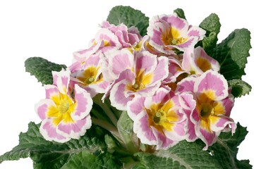 Fototapeta premium pink and purple flowers of primrose plant at spring