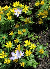 early plants Eranthis heymalis-perennia in a garden at spring