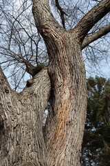 huga various trees in park