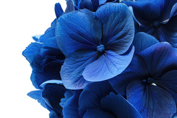 A striking arrangement of large, deep blue flowers, isolated against a pristine white background