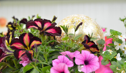 Petunia - Petunien zweifarbig blühend