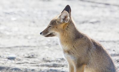 Obraz premium Fox in Patagonia