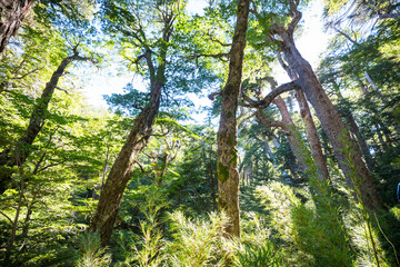 Fototapeta premium Green forest