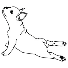 Dog 1
