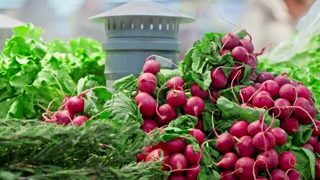 Fresh greenery and radish food under cooling water steam. Humidifier for vegetables in grocery store. Green vegetables cooled and humidified by cold steam spray system. Close-up in 4K, UHD