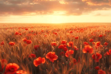 Gordijnen poppy field at sunset © Olha