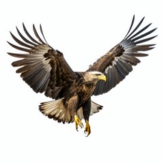 Majestic Eagle in Flight Isolated on White Background