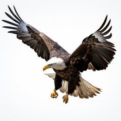Majestic Eagle in Flight Isolated on White Background