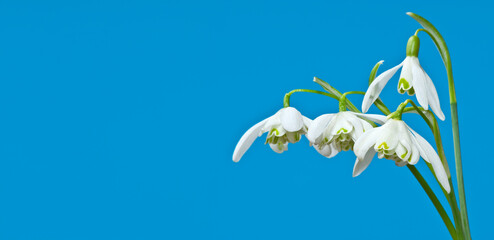 bunch of snow drops flowers - 750118470