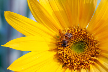 bee sipping nectar on yellow sunflower flower
