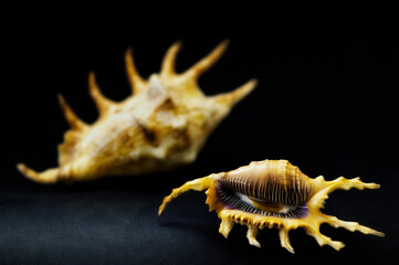 Seashell isolated on black background lambis scorpio
