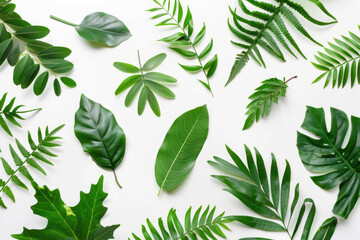 A minimalist arrangement of lush green leaves set against a clean white background