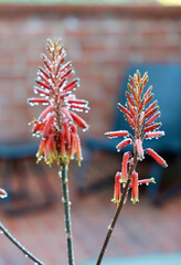 brightly colored cactus blossoms with dew drops