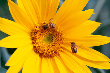 bee sipping nectar on yellow sunflower flower