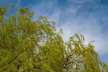 willow tree