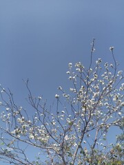 Sunny sky and cherry blossom tree branches