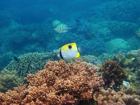 Tropical colorful fish and healthy coral reef. Marine life in the warm ocean, underwater photography from scuba diving. Corals, sea and wildlife - swimming fish.