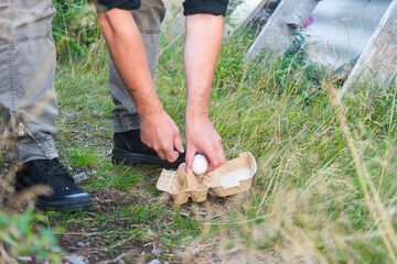a farmer puts freshly picked chicken eggs. farm work is an environmentally friendly product