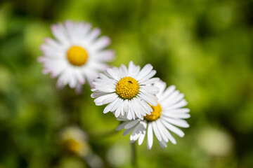 Obraz premium bellissima visuale macro su di un gruppo di tre piccoli fiori bianchi e gialli, su sfondo sfuocato color verde, illuminati dal sole, di giorno, in primavera