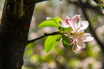fruit trees in bloom