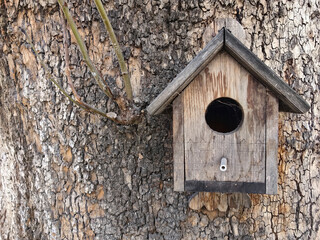 Bird nest