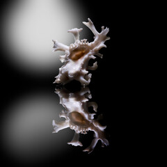 Seashell isolated on black background Homalocantha zamboi muricidae
