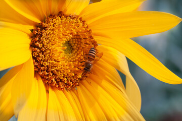 bee sipping nectar on yellow sunflower flower