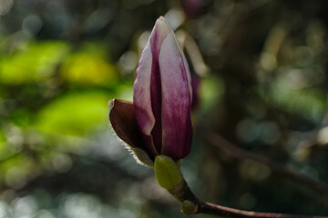 pink magnolia flower blossom pre full bloom early spring