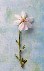 Almond flower on painted blue background