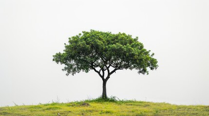 Fototapeta na wymiar Lone Tree Standing on Pure White Background Generative AI