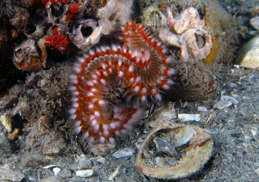 A Bearded Fireworm (Hermodice carunculata) in Florida, USA